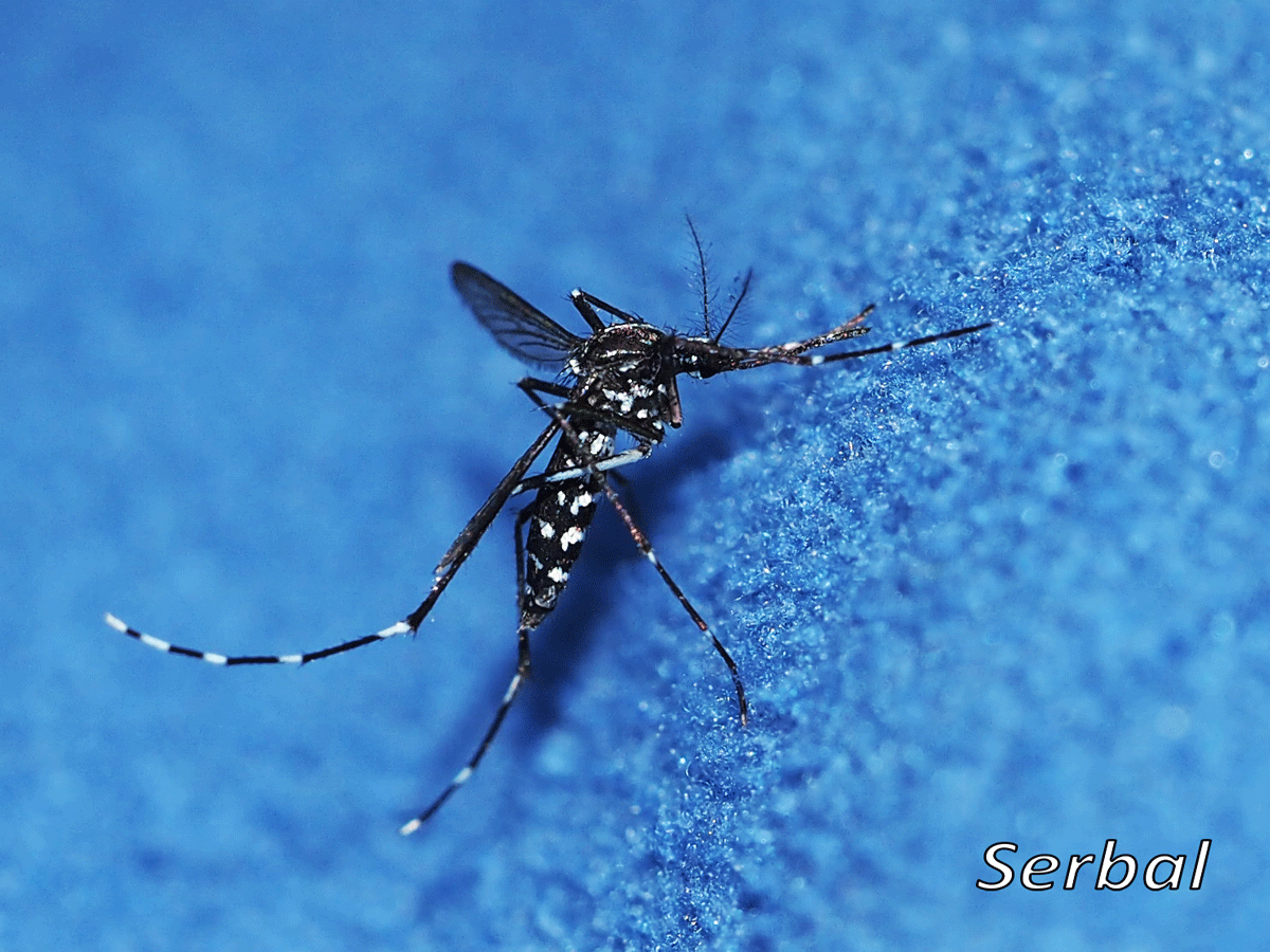 Aedes albopictus (Mosquito tigre) Naturaleza Para Todos