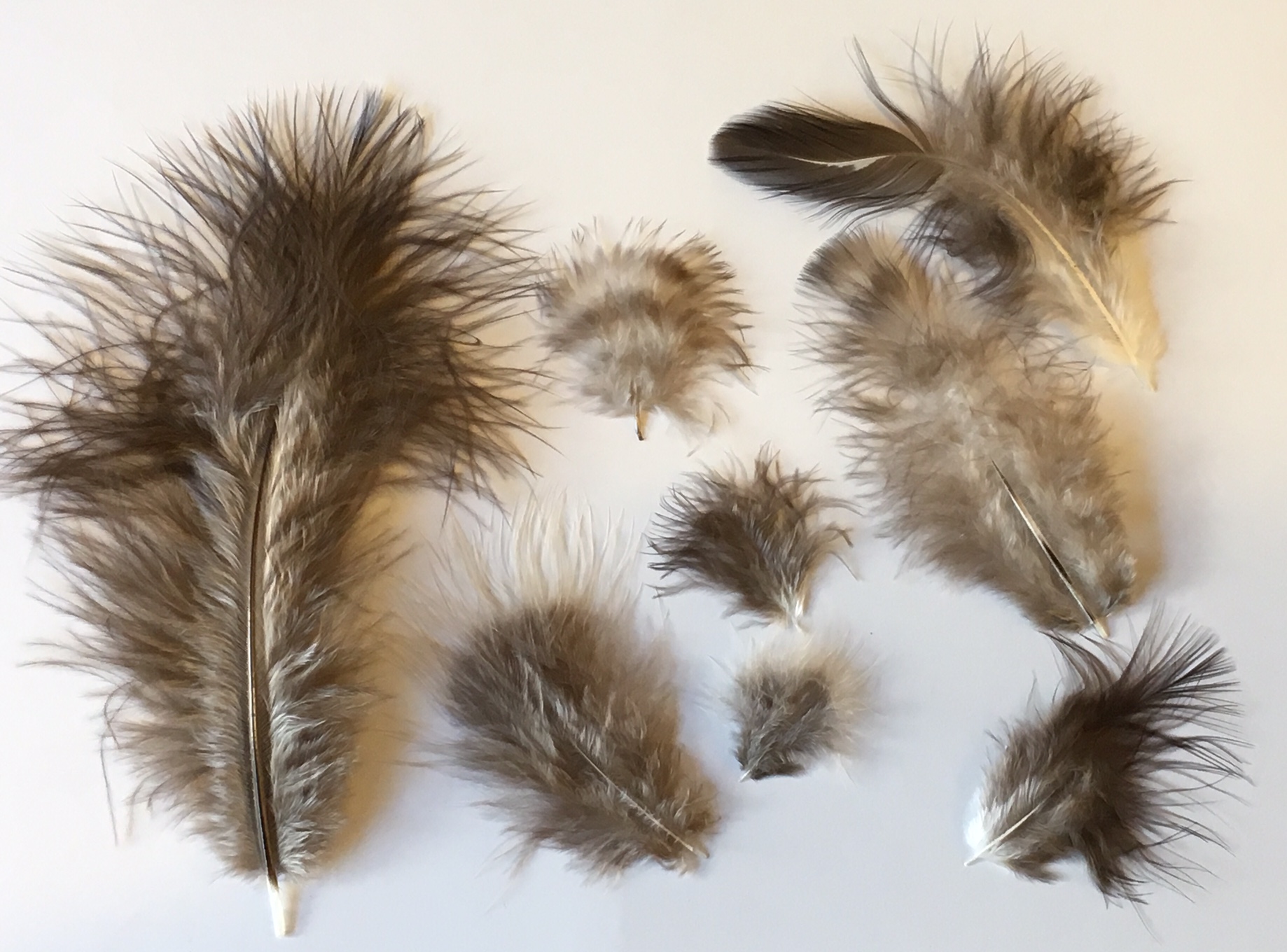 Dark Feather Fluff Mix Natural Feathers... In Stock From Our Own Flock