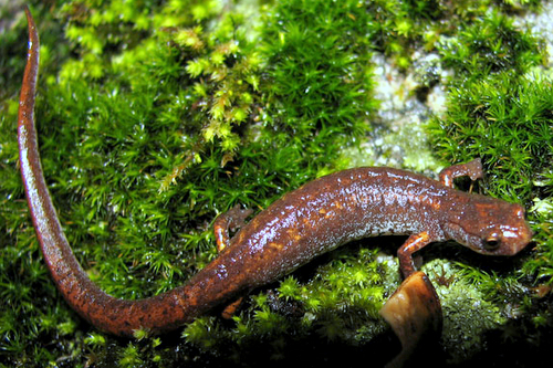 Four Toed Salamander Natural History on the Net