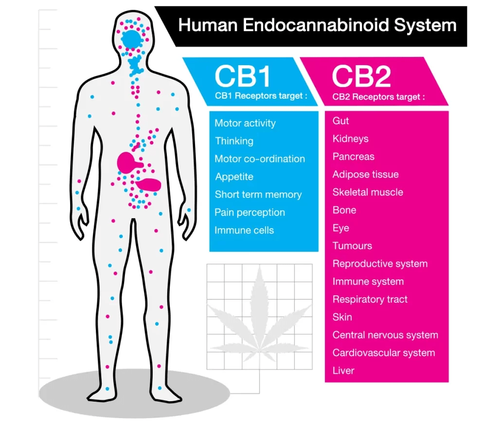 What is the Human Endocannabinoid System? NaturallyCBD.co.uk