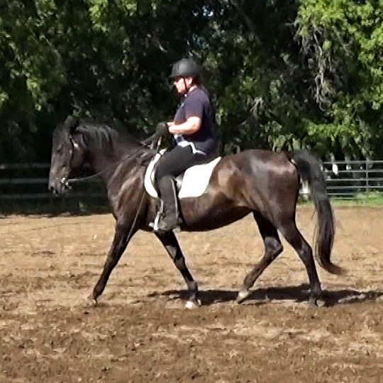 Trotty Ivy S Glide Gait