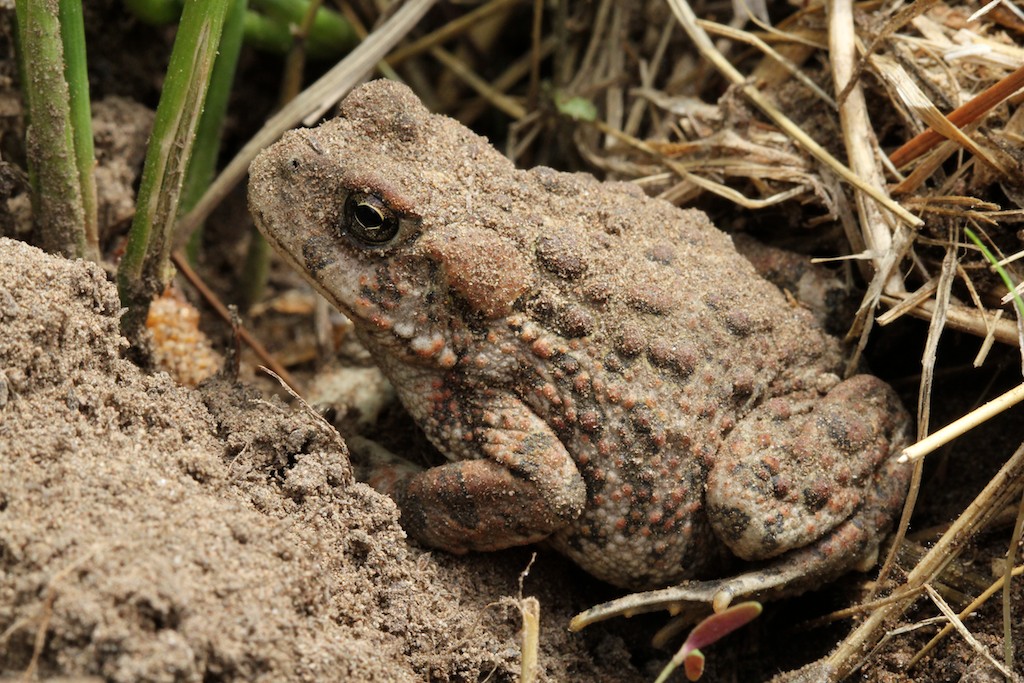 Toad warts not contagious, just toxic Naturally North Idaho