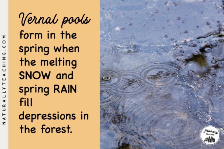How Vernal Pools Can Be Used to Reach Your Curricular Goals Naturally