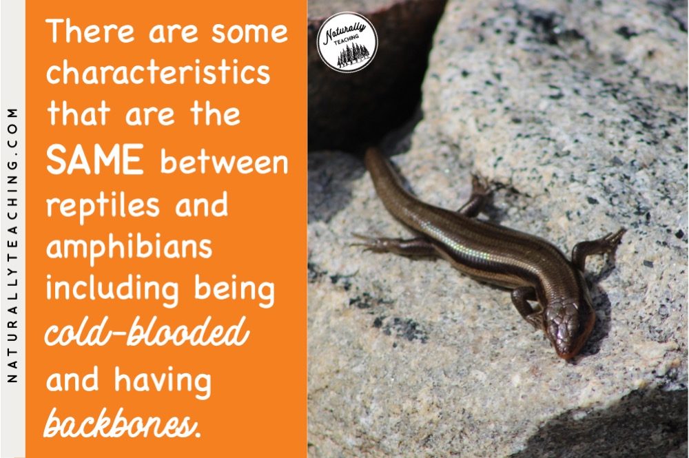 Amphibians Vs Reptiles How to Teach the Difference in Your Elementary Classroom Naturally