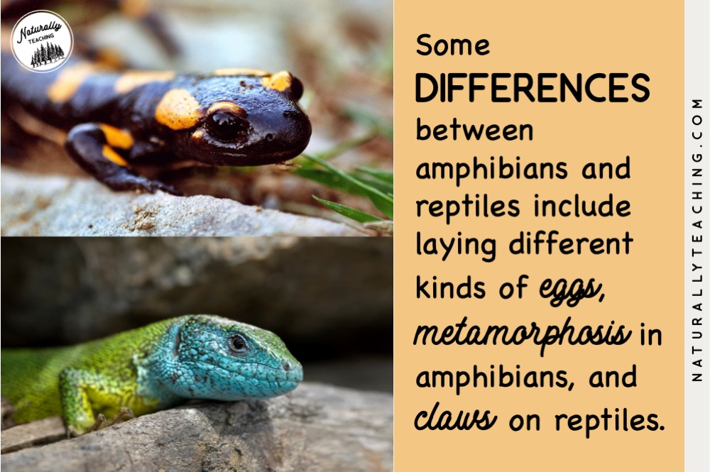 Amphibians Vs Reptiles How to Teach the Difference in Your Elementary