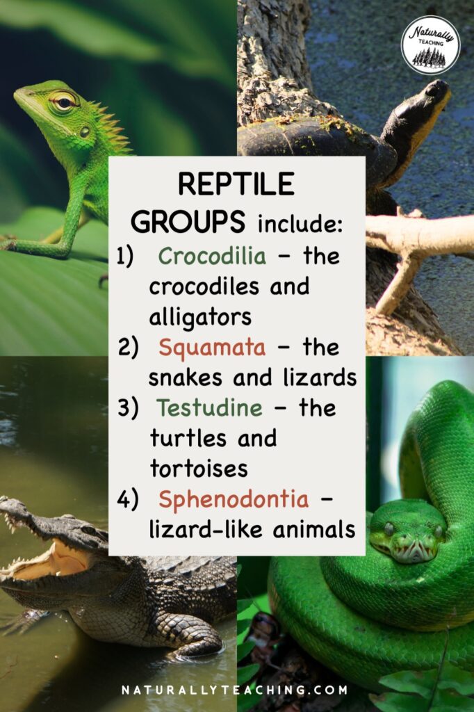 Amphibians Vs Reptiles How to Teach the Difference in Your Elementary