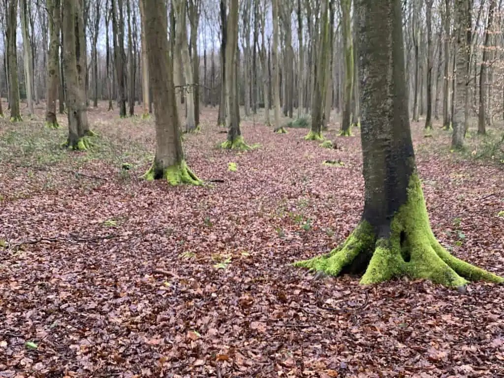 Moss On Trees