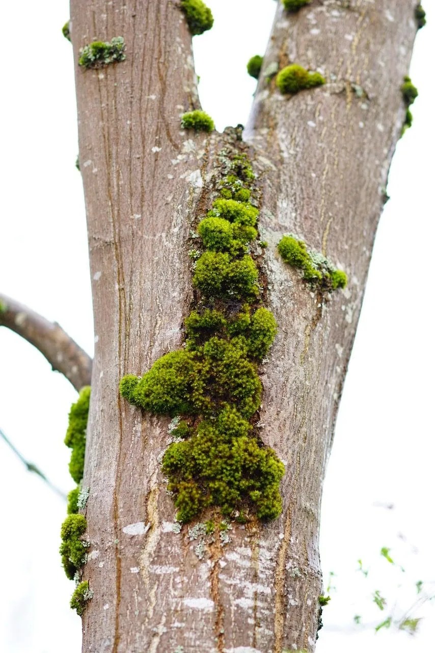 Mosses On Trees