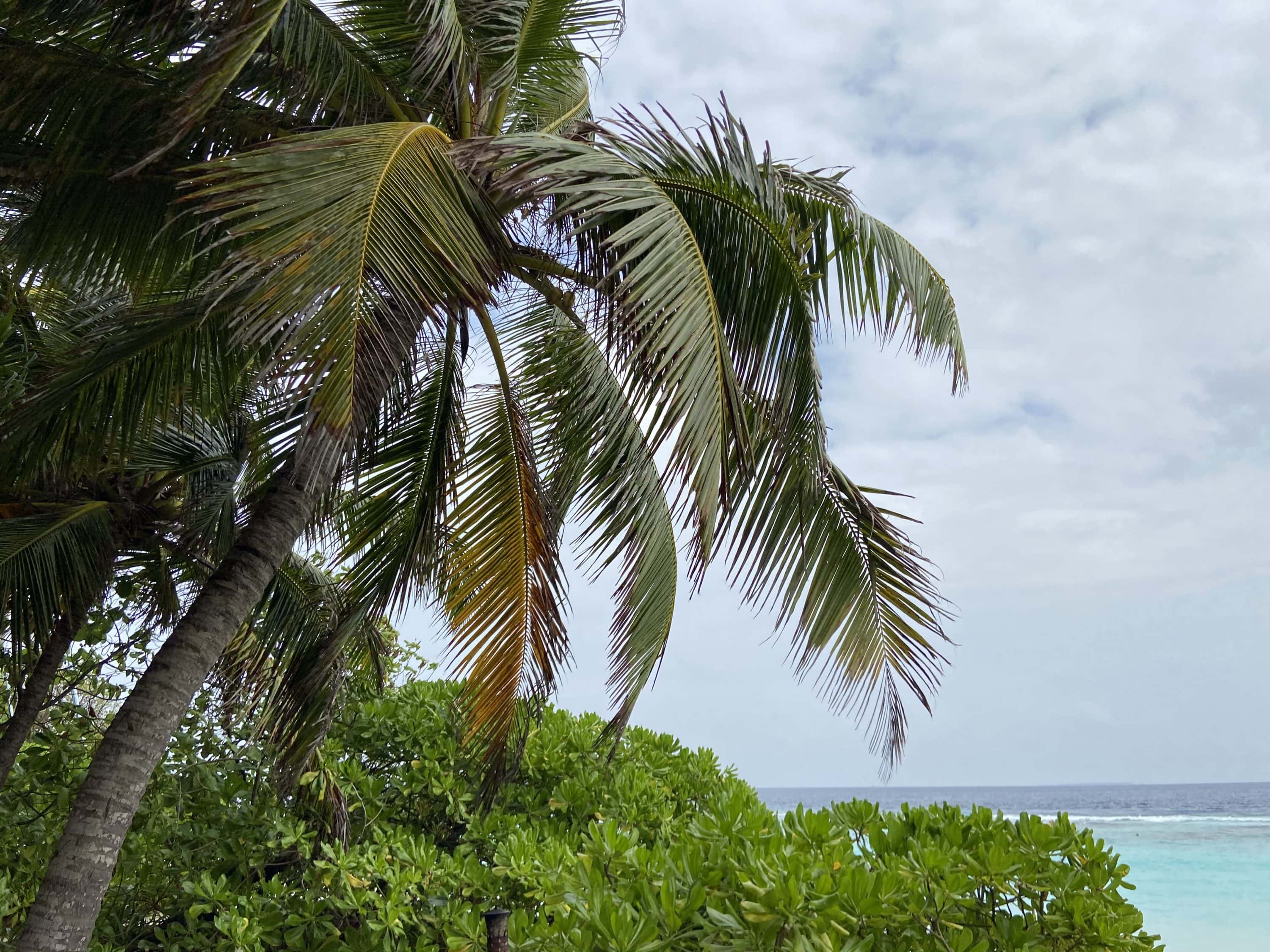 Why The Coconut Palm Points to the Sea The Natural Navigator