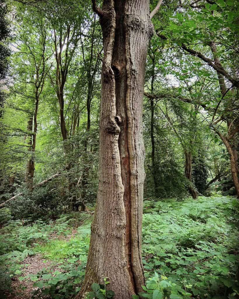 What Does a Lightning Strike on a Tree Look Like? The Natural Navigator