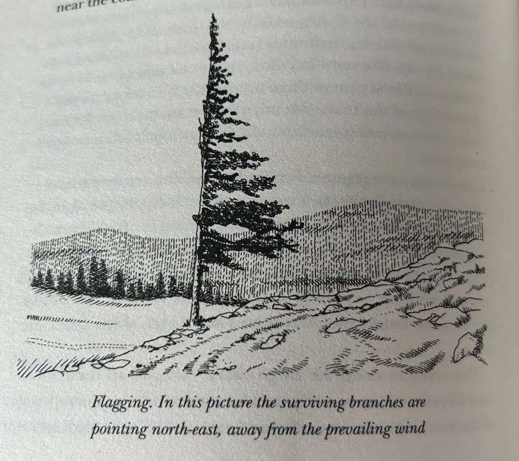 What is Flagging in Trees? The Natural Navigator