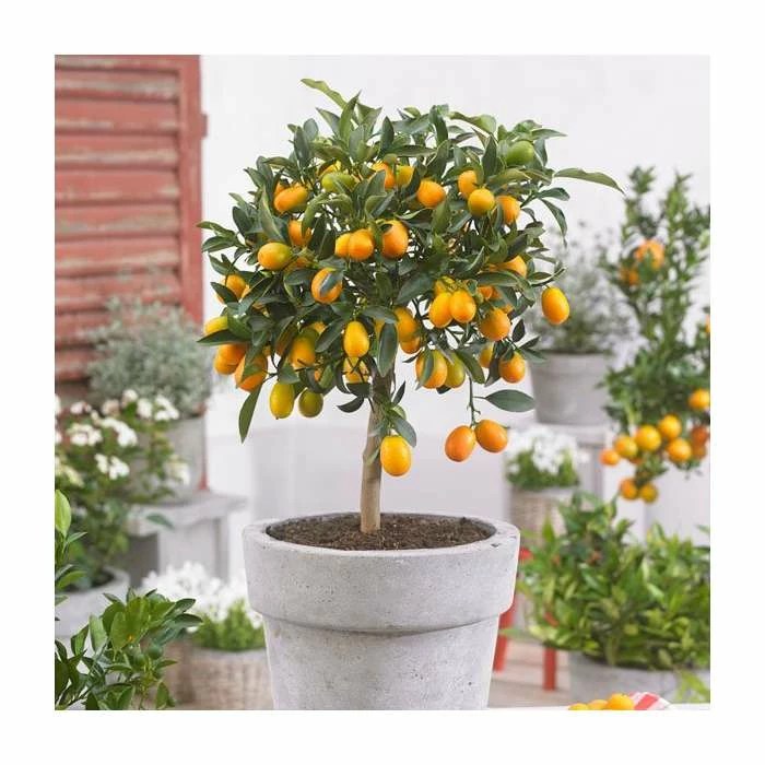 Buy From 23ft Kumquat Tree Citrus Japonica Grafted MiniStem 5L