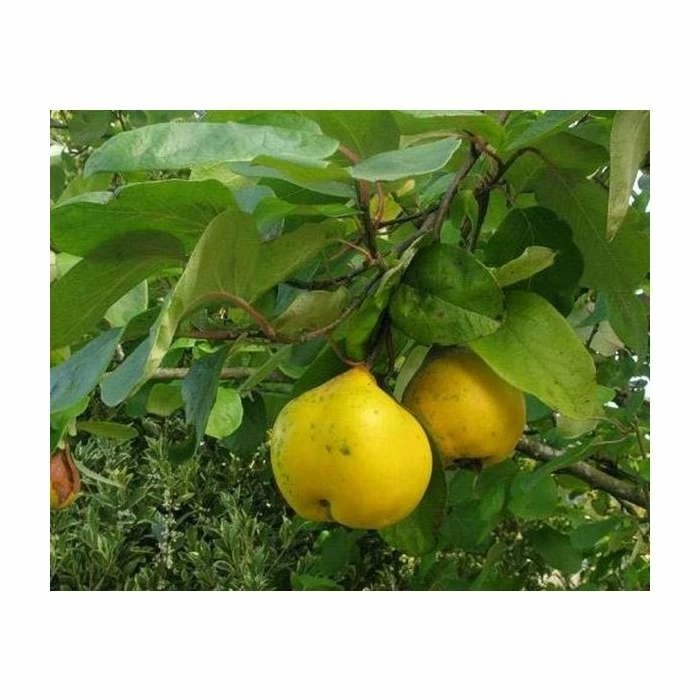 Cheap Fruit Trees Store's 45ft 'Portugal / Lusitanica' Quince Tree