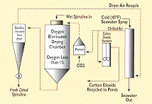 Spirulina Production