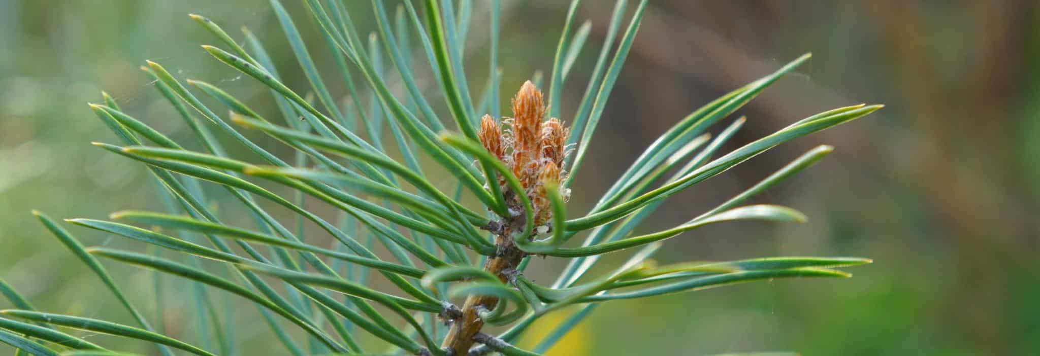 Pine tree health benefits and therapeutic value