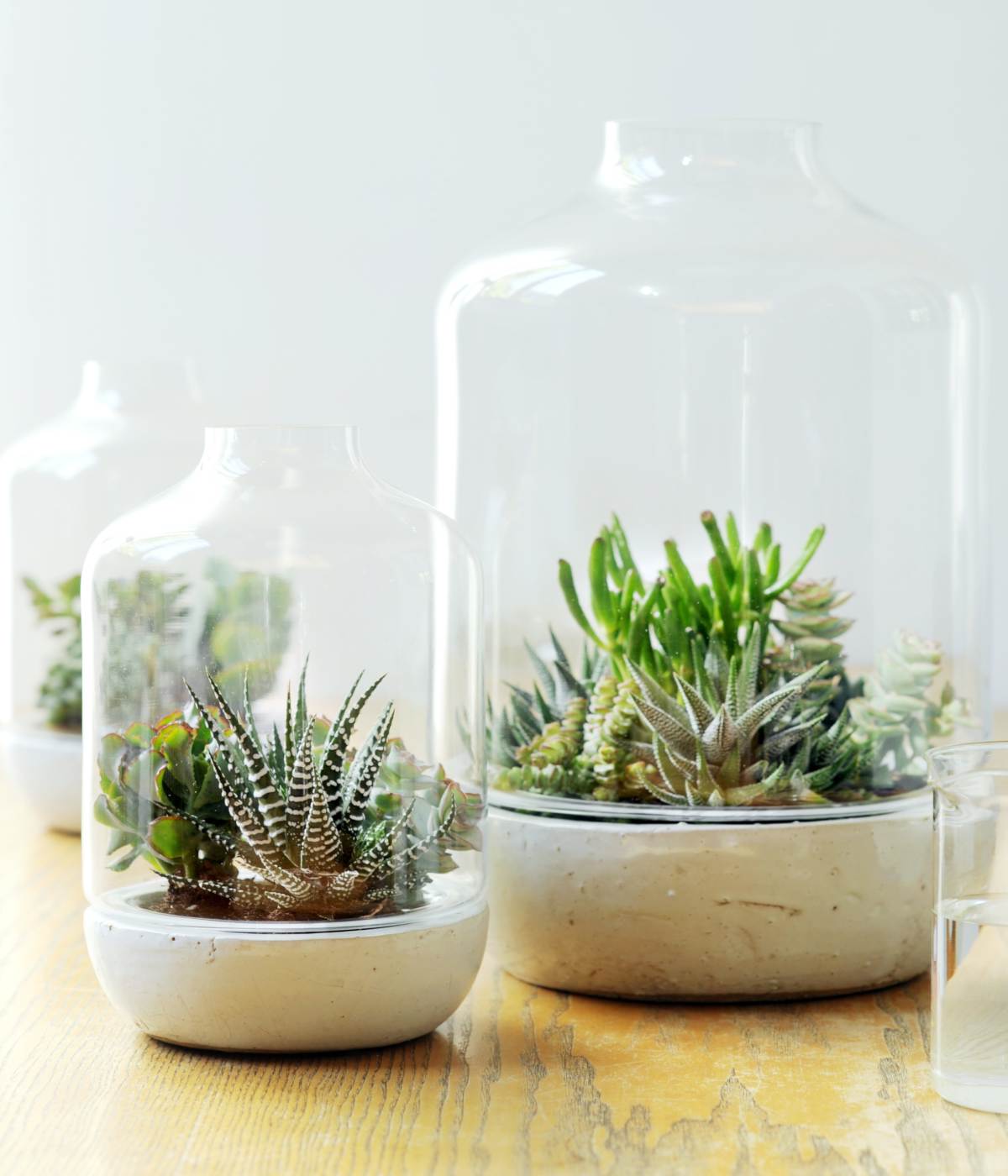 Indoor Plants In Glass Containers Jule im Ausland