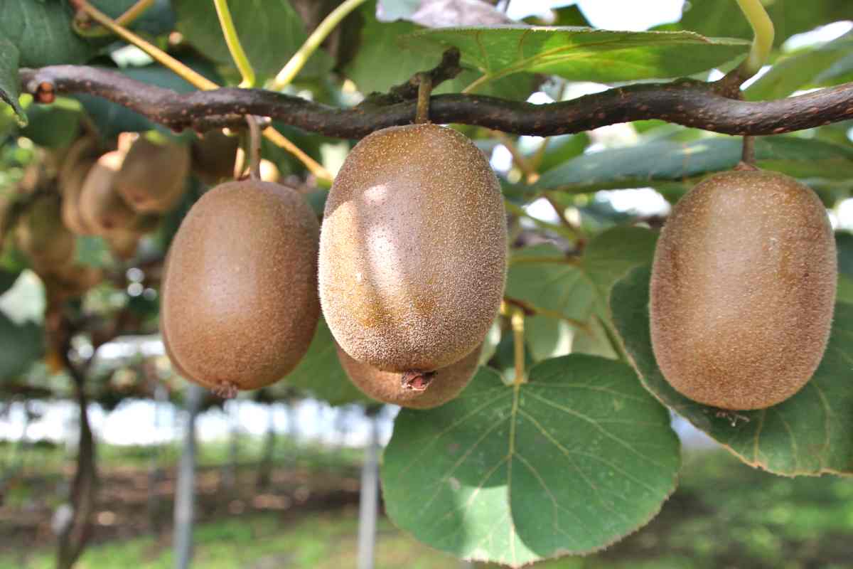 Kiwi planting, growing and care