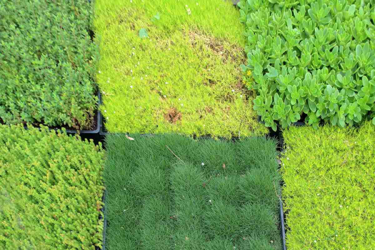 Grass alternatives for the lawn, surprise your neighbors and cut out