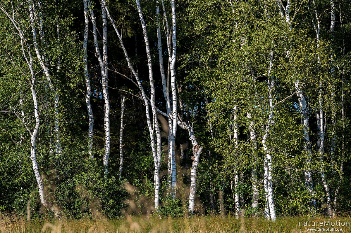 vereiste Birkenstämme, Torfhaus, Deutschland natureMotion
