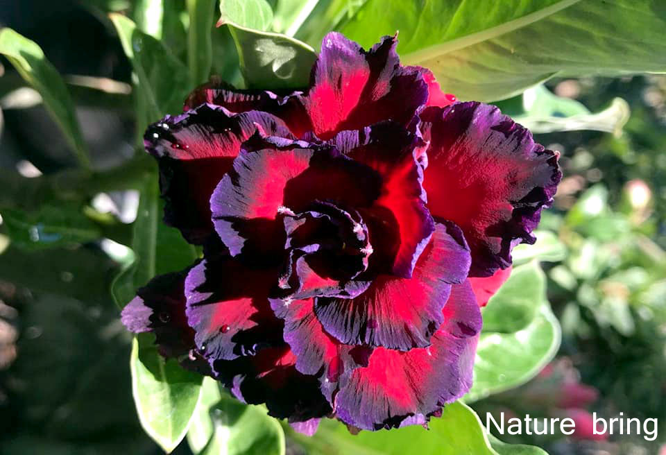 Growing Desert Rose Adenium plant How to Grow Adenium plant