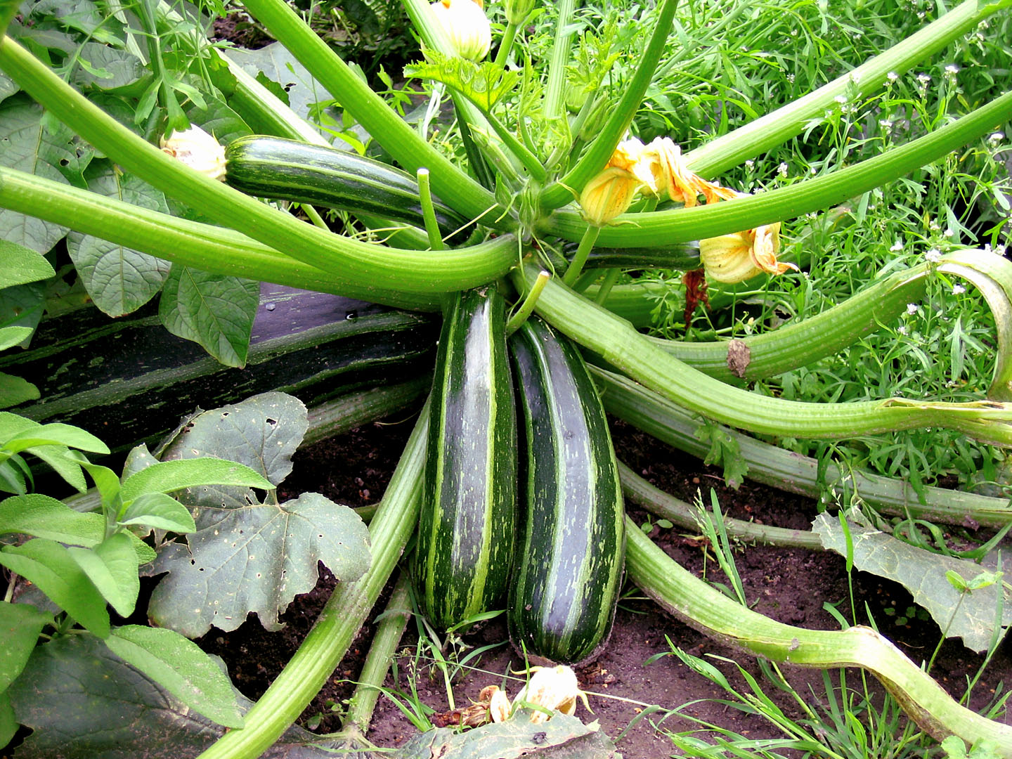 How to grow Zucchini in containers Growing Zucchini plant