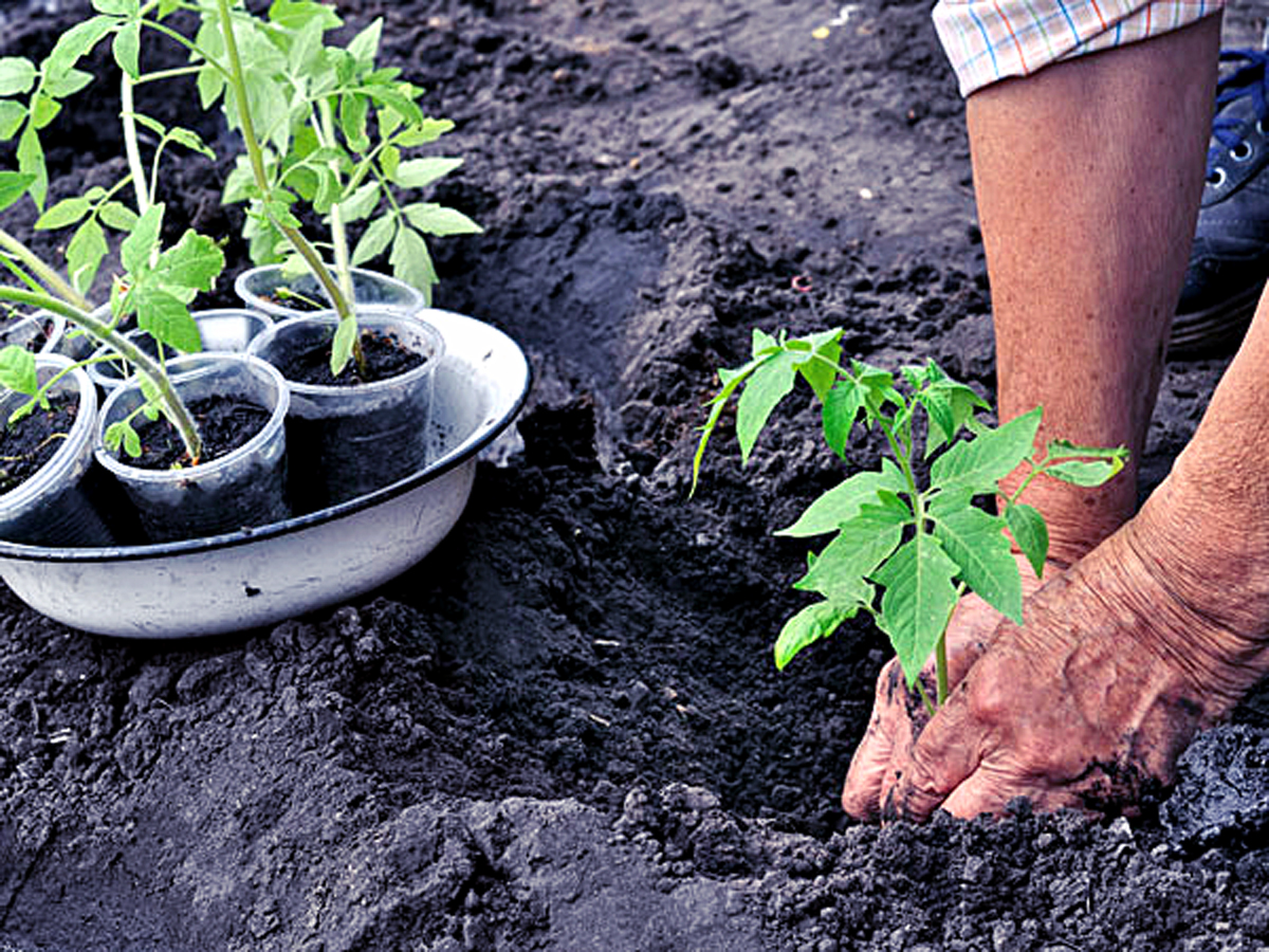 How to use Wood Ash in the garden Using Wood Ash Naturebring