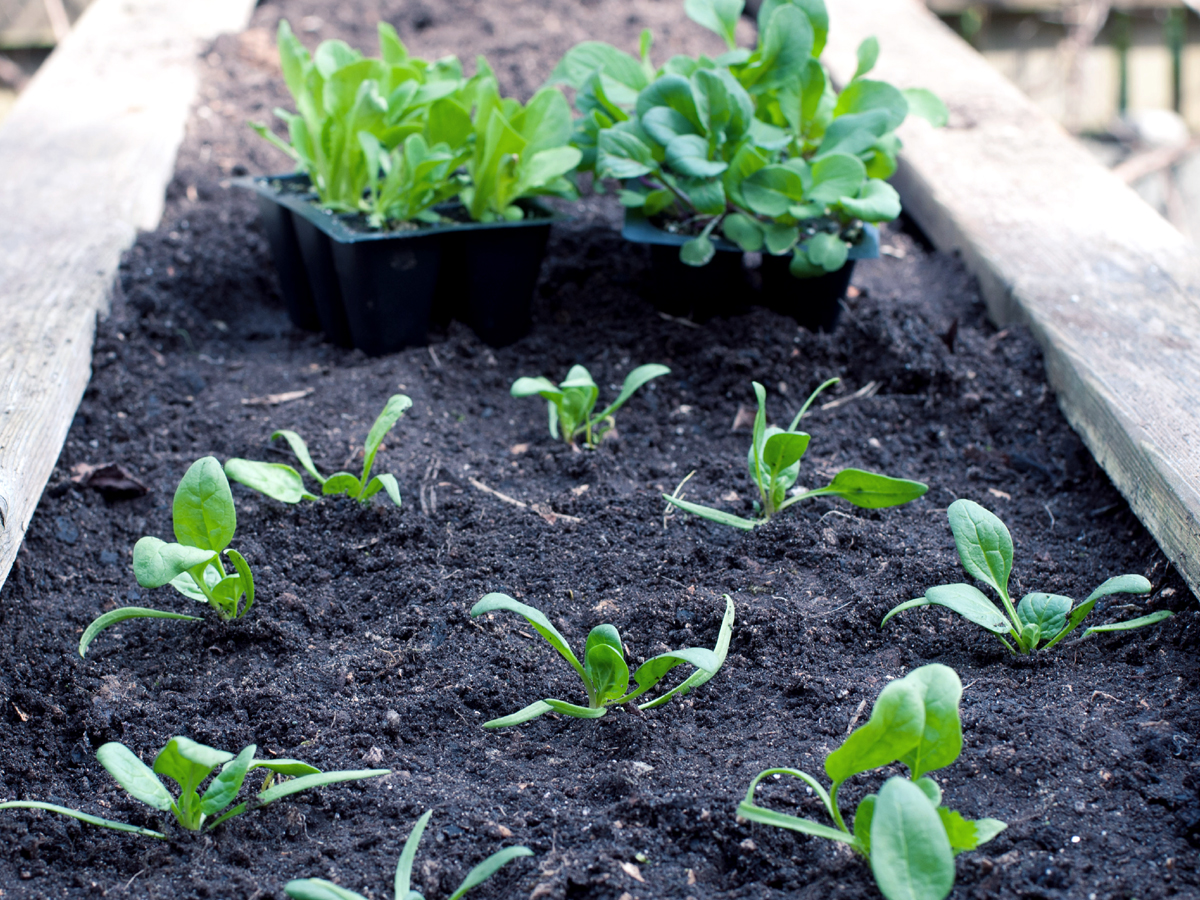 How to use Wood Ash in the garden Using Wood Ash