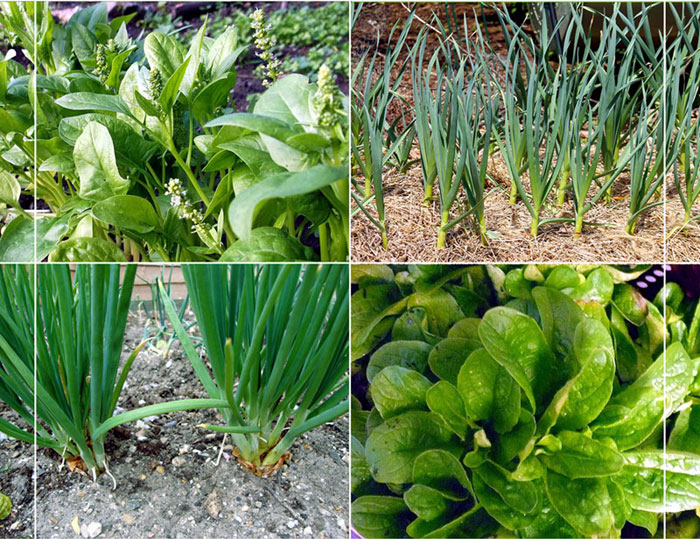 Growing winter vegetable You can plant in October Vegetables at