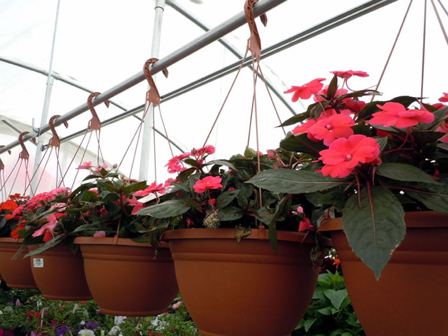 How to plant hanging baskets plants for Hanging baskets Naturebring
