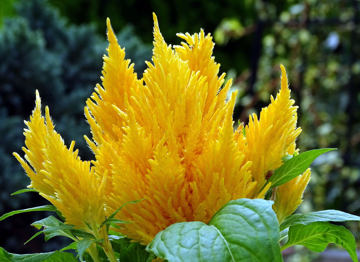 How you can Develop Celosia Flowers Batang Tabon