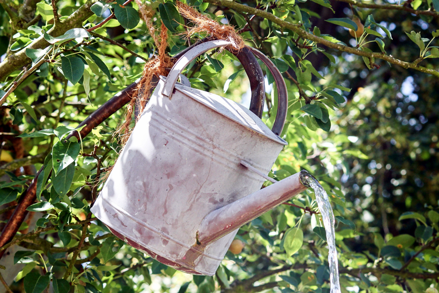 How to repot plants Repotting plants during the growing season