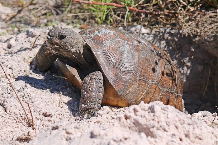 Fwc Announces New Way To Report Gopher Tortoise Sightings