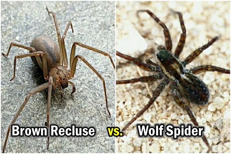 Brown Recluse vs Wolf Spider Differences, Facts with Pictures