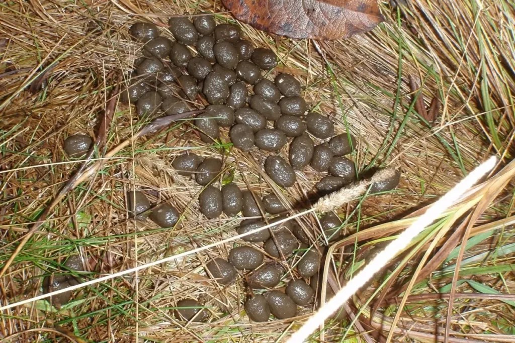 Deer Poop (Scat), Dangers, Identification & Removal + Pictures