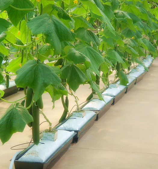 Bato Buckets Wholesale Shanghai Dehuan Industry Co. , Ltd