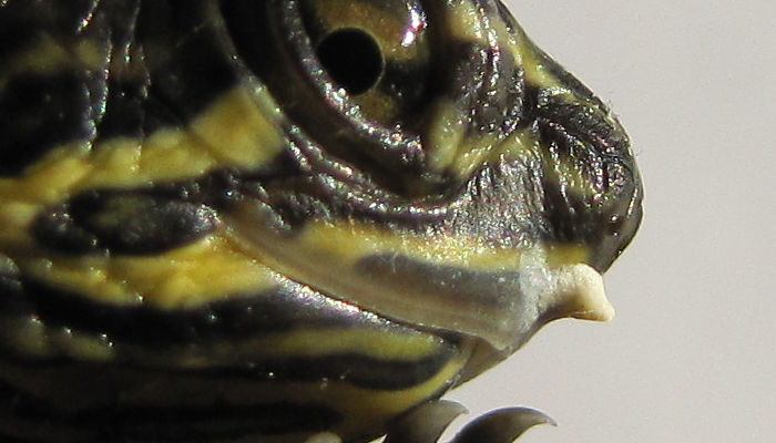 Baby Turtle Blog Updates