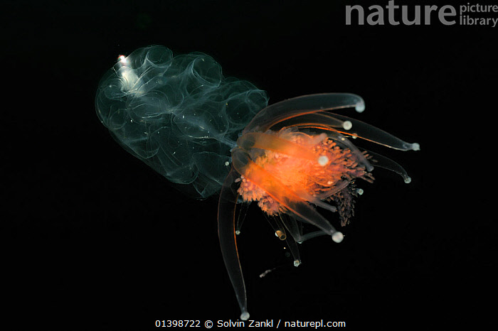 Nature Picture Library Siphonophore Physophora Hydrostatica From