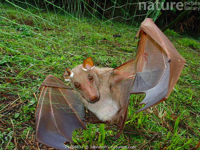 Nature Picture Library Hammer Headed bat (Hypsignathus monstrosus