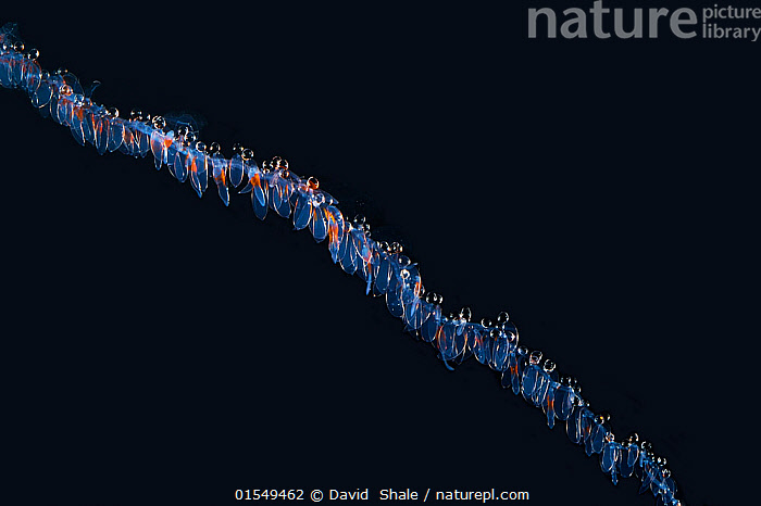 Nature Picture Library Siphonophore Nanomia Portion Of Siphosome
