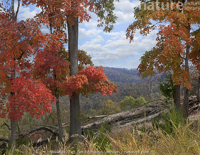 Stock photo of Red Maple (Acer rubrum) trees in autumn, Ponca