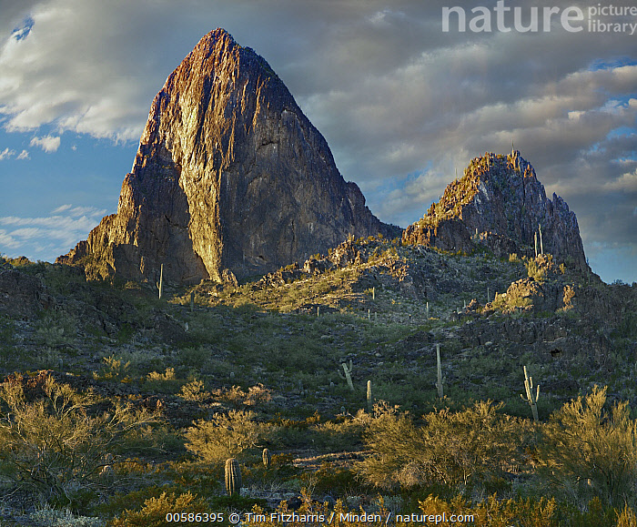 Stock photo of Saguaro (Carnegiea gigantea) cacti and mountains