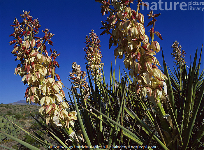 Stock photo of Soaptree Yucca (Yucca elata) flowering in Chihuahuan