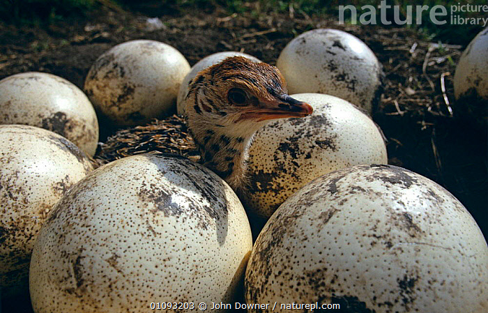 Nature Picture Library Ostrich Chick Hatching From Egg