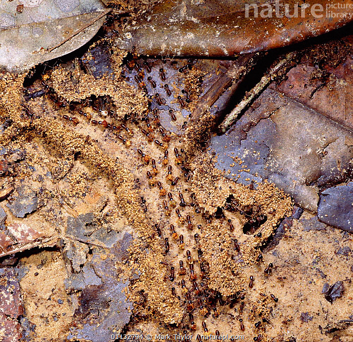 Stock photo of Colony of Termites on the move (Macrotermes gilvas) Borneo. Available for sale on
