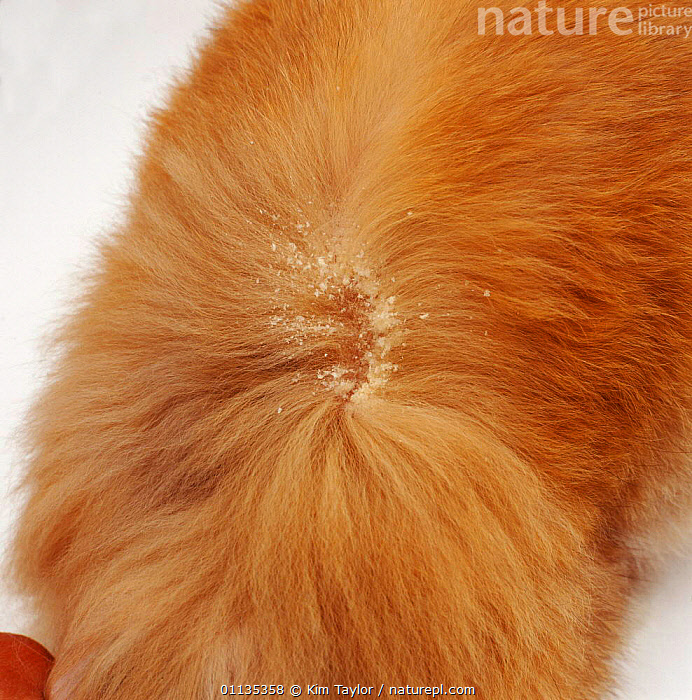 What Is Walking Dandruff On Dogs