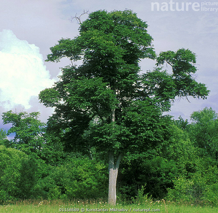 Stock photo of Japanese elm tree (Ulmus propinqua/ Ulmus davidiana var