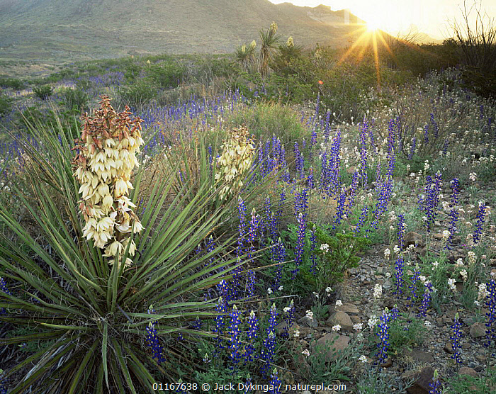 Stock photo of Soaptree Yuccas (Yucca elata) in flower amid Big Bend