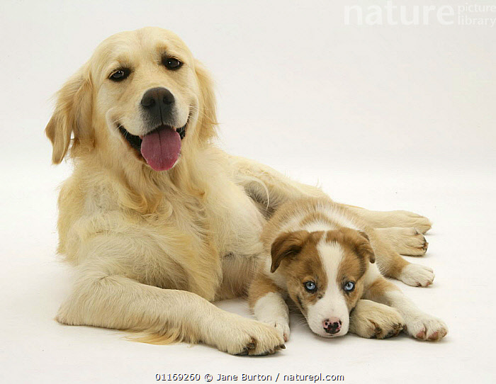 Stock photo of Golden Retriever bitch with blueeyed red merle Border