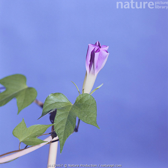 Stock photo of Morning glory {Ipomoea nil} flower opening sequence 4/9