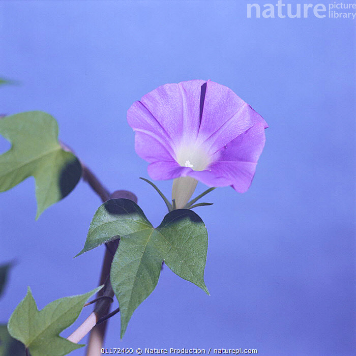 Stock photo of Morning glory {Ipomoea nil} flower opening sequence 8/9